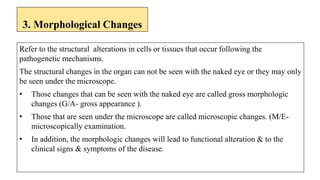 Refer to the structural alterations in cells or tissues that occur following the
pathogenetic mechanisms.
The structural changes in the organ can not be seen with the naked eye or they may only
be seen under the microscope.
• Those changes that can be seen with the naked eye are called gross morphologic
changes (G/A- gross appearance ).
• Those that are seen under the microscope are called microscopic changes. (M/E-
microscopically examination.
• In addition, the morphologic changes will lead to functional alteration & to the
clinical signs & symptoms of the disease.
3. Morphological Changes
 