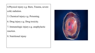 4.Physical injury e.g. Burn, Trauma, severe
cold, radiation.
5. Chemical injury e.g. Poisoning.
6. Drug injury e.g. Drug toxicity.
7. Immunologic injury e.g. anaphylactic
reaction.
8. Nutritional injury
 