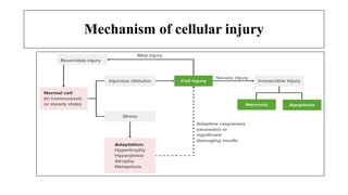 Mechanism of cellular injury
 