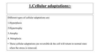 1.Cellular adaptations:-
Different types of cellular adaptations are:
1.Hyperplasia
2.Hypertrophy
3.Atrophy
4. Metaplasia
• These cellular adaptations are reversible & the cell will return to normal state
when the stress is removed.
 