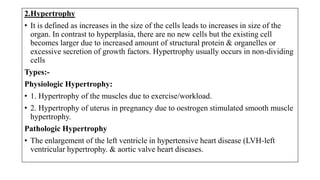 2.Hypertrophy
• It is defined as increases in the size of the cells leads to increases in size of the
organ. In contrast to hyperplasia, there are no new cells but the existing cell
becomes larger due to increased amount of structural protein & organelles or
excessive secretion of growth factors. Hypertrophy usually occurs in non-dividing
cells
Types:-
Physiologic Hypertrophy:
• 1. Hypertrophy of the muscles due to exercise/workload.
• 2. Hypertrophy of uterus in pregnancy due to oestrogen stimulated smooth muscle
hypertrophy.
Pathologic Hypertrophy
• The enlargement of the left ventricle in hypertensive heart disease (LVH-left
ventricular hypertrophy. & aortic valve heart diseases.
 