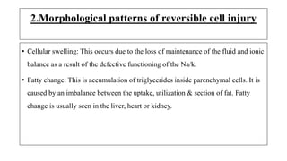 2.Morphological patterns of reversible cell injury
• Cellular swelling: This occurs due to the loss of maintenance of the fluid and ionic
balance as a result of the defective functioning of the Na/k.
• Fatty change: This is accumulation of triglycerides inside parenchymal cells. It is
caused by an imbalance between the uptake, utilization & section of fat. Fatty
change is usually seen in the liver, heart or kidney.
 
