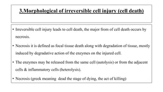 3.Morphological of irreversible cell injury (cell death)
• Irreversible cell injury leads to cell death, the major from of cell death occurs by
necrosis.
• Necrosis it is defined as focal tissue death along with degradation of tissue, mostly
induced by degradative action of the enzymes on the injured cell.
• The enzymes may be released from the same cell (autolysis) or from the adjacent
cells & inflammatory cells (heterolysis).
• Necrosis (greek meaning dead the stage of dying, the act of killing)
 