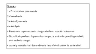 Stages:-
1 - Preneсrosis or paranecrosis
2 - Necrobiosis
3 - Actually necrosis
4 - Autolysis
• Preneсrosis or paranecrosis- changes similar to necrotic, but reverse
• Necrobiosis-profound degenerative changes, in which the prevailing catabolic
over anabolic changes.
• Actually necrosis –cell death when the time of death cannot be established.
 