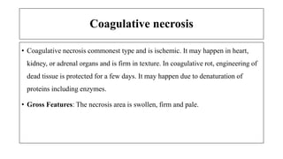 Coagulative necrosis
• Coagulative necrosis commonest type and is ischemic. It may happen in heart,
kidney, or adrenal organs and is firm in texture. In coagulative rot, engineering of
dead tissue is protected for a few days. It may happen due to denaturation of
proteins including enzymes.
• Gross Features: The necrosis area is swollen, firm and pale.
 