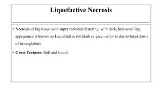 Liquefactive Necrosis
• Necrosis of big tissue with super included festering, with dark, foul-smelling
appearance is known as Liquefactive rot (dark or green color is due to breakdown
of hemoglobin).
• Gross Features: Soft and liquid.
 
