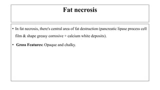 Fat necrosis
• In fat necrosis, there's central area of fat destruction (pancreatic lipase process cell
film & shape greasy corrosive + calcium white deposits).
• Gross Features: Opaque and chalky.
 
