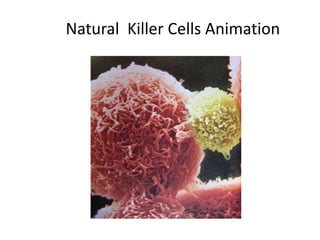 Immune System Part II:The Innate Immune System | PPT