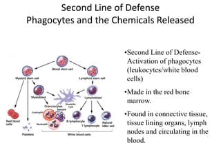 Immune System Part II:The Innate Immune System | PPT