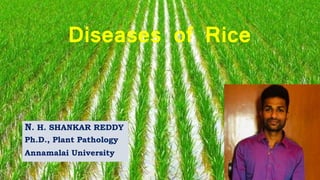 Diseases of Rice
N. H. SHANKAR REDDY
Ph.D., Plant Pathology
Annamalai University
 
