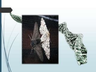 1. Heredity and Genetics.pptx