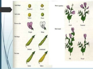 1. Heredity and Genetics.pptx