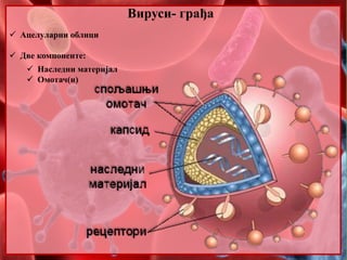 Вируси- грађа
 Ацелуларни облици
 Две компоненте:
 Наследни материјал
 Омотач(и)
 