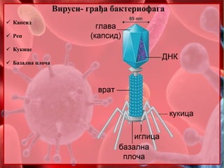 Вируси- грађа бактериофага
 Капсид
 Реп
 Кукице
 Базална плоча
 
