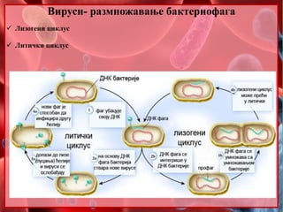 Вируси- размножавање бактериофага
 Лизогени циклус
 Литички циклус
 