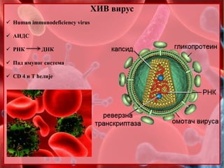 ХИВ вирус
 Human immunodeficiency virus
 АИДС
 РНК ДНК
 Пад имуног система
 CD 4 и Т ћелије
 