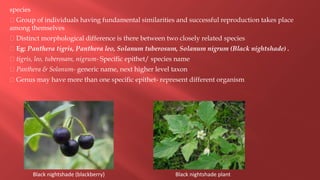 species
Group of individuals having fundamental similarities and successful reproduction takes place
among themselves
Distinct morphological difference is there between two closely related species
Eg: Panthera tigris, Panthera leo, Solanum tuberosum, Solanum nigrum (Black nightshade) .
tigris, leo, tuberosam, nigrum- Specific epithet/ species name
Panthera & Solanum- generic name, next higher level taxon
Genus may have more than one specific epithet- represent different organism
Black nightshade (blackberry) Black nightshade plant
 