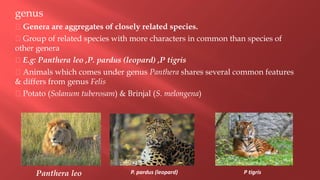 genus
Genera are aggregates of closely related species.
Group of related species with more characters in common than species of
other genera
E.g: Panthera leo ,P. pardus (leopard) ,P tigris
Animals which comes under genus Panthera shares several common features
& differs from genus Felis
Potato (Solanum tuberosam) & Brinjal (S. melongena)
Panthera leo P. pardus (leopard) P tigris
 