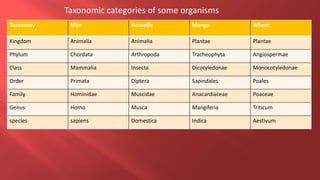 Taxonomy Man Housefly Mango Wheat
Kingdom Animalia Animalia Plantae Plantae
Phylum Chordata Arthropoda Tracheophyta Angiospermae
Class Mammalia Insecta Dicotyledonae Monocotyledonae
Order Primata Diptera Sapindales Poales
Family Hominidae Muscidae Anacardiaceae Poaceae
Genus Homo Musca Mangiferia Triticum
species sapiens Domestica Indica Aestivum
Taxonomic categories of some organisms
 