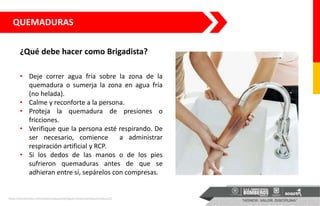 ¿Qué debe hacer como Brigadista?
QUEMADURAS
• Deje correr agua fría sobre la zona de la
quemadura o sumerja la zona en agua fría
(no helada).
• Calme y reconforte a la persona.
• Proteja la quemadura de presiones o
fricciones.
• Verifique que la persona esté respirando. De
ser necesario, comience a administrar
respiración artificial y RCP.
• Si los dedos de las manos o de los pies
sufrieron quemaduras antes de que se
adhieran entre sí, sepárelos con compresas.
https://encolombia.com/medicina/guiasmed/guia-hospitalaria/quemaduras2/
 
