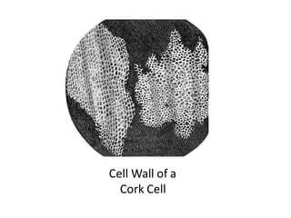 Cell Wall of a
Cork Cell
 