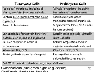 12
Eukaryotic Cells Prokaryotic Cells
“complex” organisms, including all
plants, protists, fungi and animals
“Simple” organisms, including
bacteria and cyanobacteria
Contain nucleus and membrane bound
organelles
Several chromosome
Lack nucleus and other
membrane-encased organelles.
Single chromosome (DNA + non-
histone protein)
Can specialize for certain functions,
multicellular organs and organisms
Usually exist as single, virtually
identical cells
Cellular respiration occur in
mitochondria
Cellular respiration occur in
mesosome (extended membrane)
Ribosome: 40s, 60S Ribosome: 30S, 50S
Photosynthesis occur in chloroplast Photosynthesis occur in
chlorophyll located region
Cell Wall present in Plants & Fungi only Cell Wall
Cyanobacteria (blue-green algae) e.g. Nostoc,
 