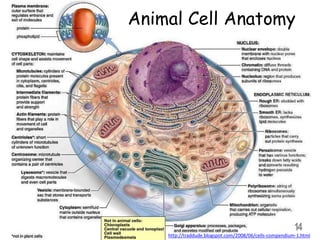 Animal Cell Anatomy
14
http://traddude.blogspot.com/2008/06/cells-compendium-1.html
 