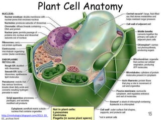 Plant Cell Anatomy
15
http://minhalogia.blogspot.com/2013_03_
01_archive.html
 