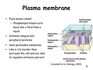 Plasma membrane
 Fluid mosaic model
o Phospholipid bilayer acts
more like a fluid than a
liquid
 Contains integral and
peripheral proteins
 Semi permeable membrane
 Like a city border they
surround the cell and are able
to regulate entrance and exit
16
Campbell et al, Biology; 2009.
 