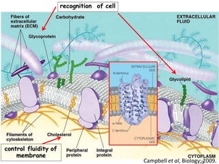 1
control fluidity of
membrane
recognition of cell
Campbell et al, Biology; 2009.
 