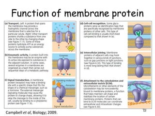 Function of membrane protein
19
Campbell et al, Biology; 2009.
 