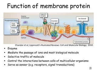 Function of membrane protein
Chandar et al, Lippincott’s Illustrated Reviews: Cell and Molecular Biology; 2010.
 Enzyme
 Mediate the passage of ions and most biological molecule
 Selective traffic of molecule
 Control the interactions between cells of multicellular organisms
 Serve as sensor (e.g. receptors, signal transductions)
20
 