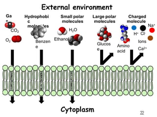 External environment
22
Ga
s
Hydrophobi
c
molecules
Large polar
molecules
Charged
molecule
s
CO2
O2 Benzen
e
Small polar
molecules
H2O
Ethanol
Glucos
e
Amino
acid
H+ Cl-
Na+
Ions
Ca2+
Cytoplasm
 