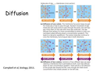 Diffusion
2
Campbell et al, biology; 2011.
 
