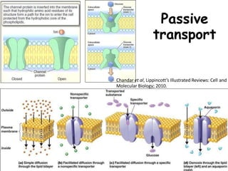 Passive
transport
2
Chandar et al, Lippincott’s Illustrated Reviews: Cell and
Molecular Biology; 2010.
 
