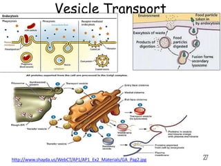 Vesicle Transport
27
http://www.shayda.us/WebCT/AP1/AP1_Ex2_Materials/GA_Pag2.jpg
 