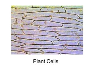 Plant Cells
 