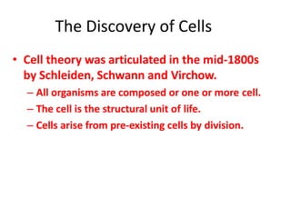 The Discovery of Cells
• Cell theory was articulated in the mid-1800s
by Schleiden, Schwann and Virchow.
– All organisms are composed or one or more cell.
– The cell is the structural unit of life.
– Cells arise from pre-existing cells by division.
 