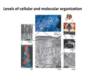 Levels of cellular and molecular organization
 