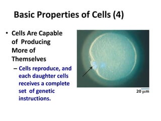 Basic Properties of Cells (4)
• Cells Are Capable
of Producing
More of
Themselves
– Cells reproduce, and
each daughter cells
receives a complete
set of genetic
instructions.
 