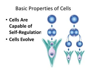 Basic Properties of Cells
• Cells Are
Capable of
Self-Regulation
• Cells Evolve
 