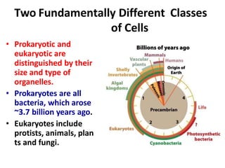 Two Fundamentally Different Classes
of Cells
• Prokaryotic and
eukaryotic are
distinguished by their
size and type of
organelles.
• Prokaryotes are all
bacteria, which arose
~3.7 billion years ago.
• Eukaryotes include
protists, animals, plan
ts and fungi.
 
