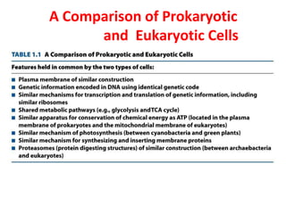 A Comparison of Prokaryotic
and Eukaryotic Cells
 