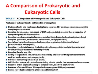 A Comparison of Prokaryotic and
Eukaryotic Cells
 