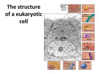The structure
of a eukaryotic
cell
 