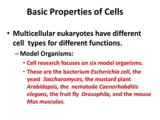 Basic Properties of Cells
• Multicellular eukaryotes have different
cell types for different functions.
–Model Organisms:
• Cell research focuses on six model organisms.
• These are the bacterium Escherichia coli, the
yeast Saccharomyces, the mustard plant
Arabidopsis, the nematode Caenorhabditis
elegans, the fruit fly Drosophila, and the mouse
Mus musculus.
 