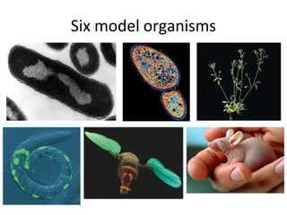 Six model organisms
 