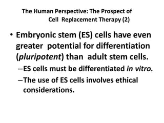 The Human Perspective: The Prospect of
Cell Replacement Therapy (2)
• Embryonic stem (ES) cells have even
greater potential for differentiation
(pluripotent) than adult stem cells.
–ES cells must be differentiated in vitro.
–The use of ES cells involves ethical
considerations.
 