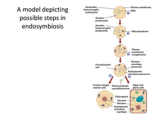 A model depicting
possible steps in
endosymbiosis
 