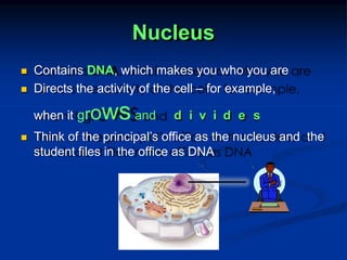 Nucleus
 Contains DNA, which makes you who you are
 Directs the activity of the cell – for example,
when it growsand d i v i d e s
 Think of the principal’s office as the nucleus and the
student files in the office as DNA
 